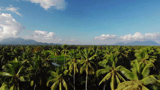 Animated illustration representing plantation services